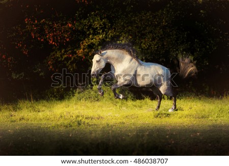 White Andalusian horse with the black mane runs on the green grass on the  trees  background