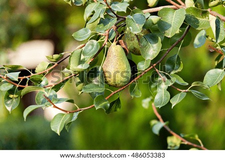 Pear tree with green pears. Pear tree in a garden. Summer fruits garden. Green pears on the tree. Crop of pears. Green pears in the garden on a sunny day. Branch of pear tree with pears and leaves.

