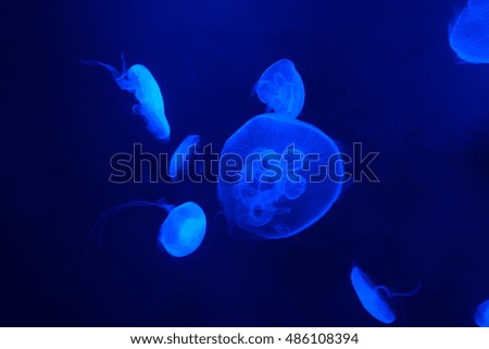 Jelly fish at aquarium