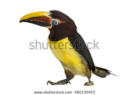 Side view of a Green aracari, Pterogossus Viridis looking down isolated on white 