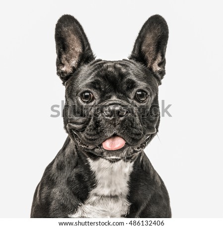 close up of a French Bulldog looking at the camera isolated on white Royalty-Free Stock Photo #486132406