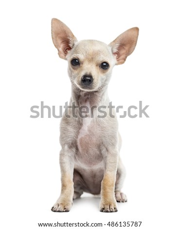 Chihuahua puppy, 3 months old, sitting and looking at camera, isolated on white