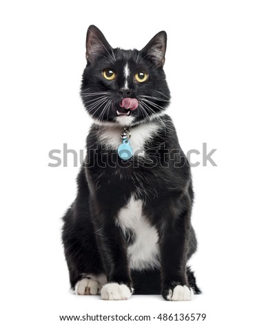 European Shorthair, 1 year old, sitting and licking lips, isolated on white