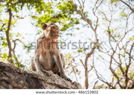 Monkey's sitting on the stone in the nature.