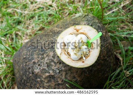 Coconut ice cream in coconut shell on blurred nature background
