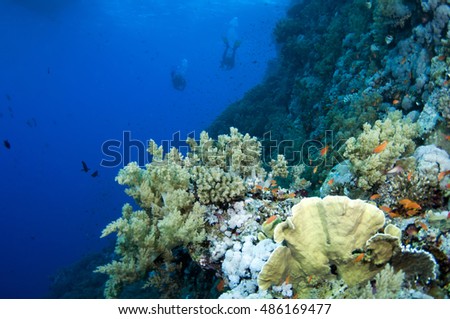 Scuba divers swim over colorful tropical coral reef, Red sea, Egypt.