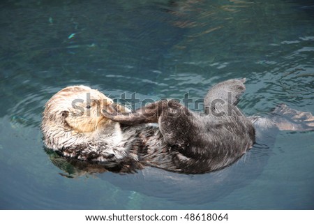 Wild sea otter (Enhydra lutris) resting, while floating on his back.