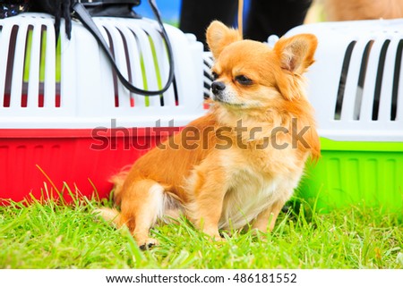 Small chihuahua at the dog show. Portrait of cute puppy