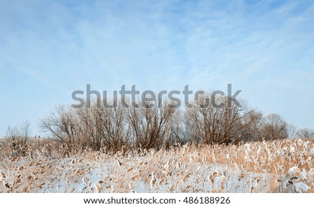 Sunny day winter landscape
