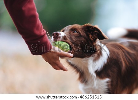 Brown border collie puppy brought the ball hostess and lays down his hand. Dog playing in the game with a man close up Royalty-Free Stock Photo #486251515