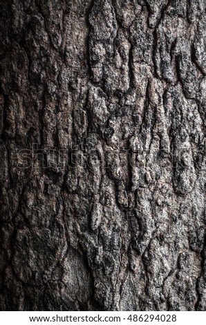 Bark. bark backgrounds. bark of tree texture in the park. Vertical composition of detailed tree bark background. nature of bark. detail of bark.