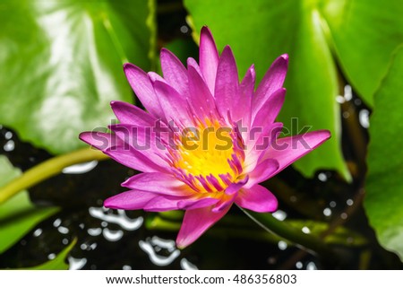 Pink water lily on lilypads in a pond.