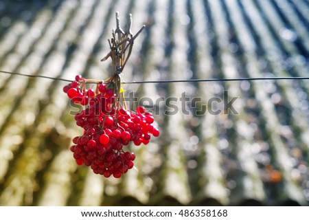 Bunch of red autumn guilder-rose (viburnum) berries