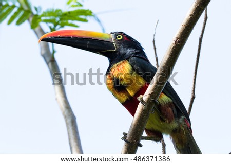 Fiery billed aracari perched on a small branch in the Costa Rican southern Pacific
