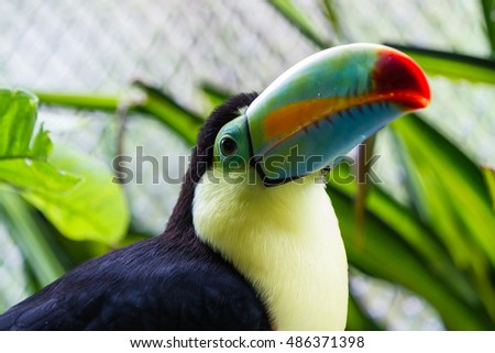keel billed toucan in a wildlife refuge in Costa Rica