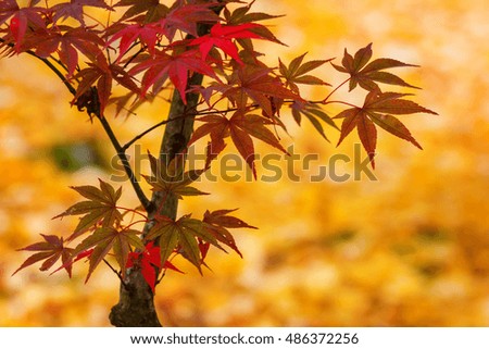 Colorful Maple Leaves in Autumn