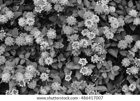 Harmony in nature Beautiful Colorful color tone Black and White Hedge Flower ,Tropical flower background.
