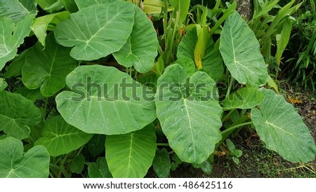 The big green leaves with rain drops in the morning.Alocasia odora (also called Night-scented Lily or giant upright elephant ear) 