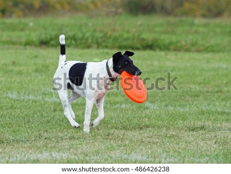 The small dog plays with a disk on a green lawn 