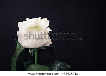 White rose in drops of water on the grungy wooden table