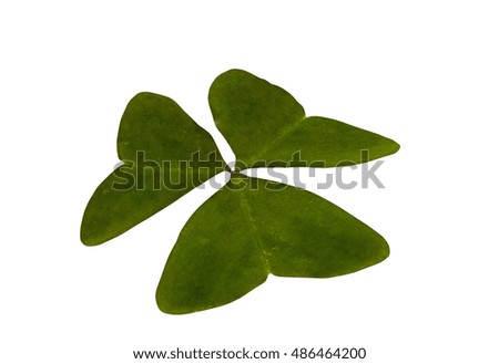 Studio shot of single isolated green three leaf clover on white background