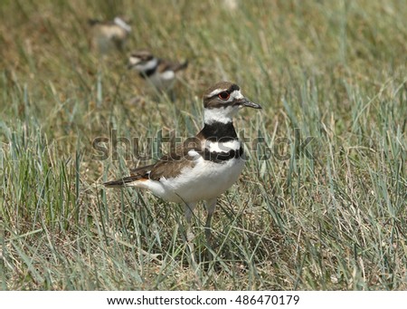 Killdeer (with two baby killdeer in the background)
