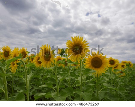 Blooming sunflowers.