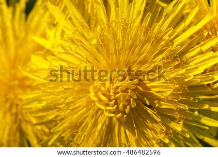   photographed close-up of yellow dandelions in springtime, shallow depth of field