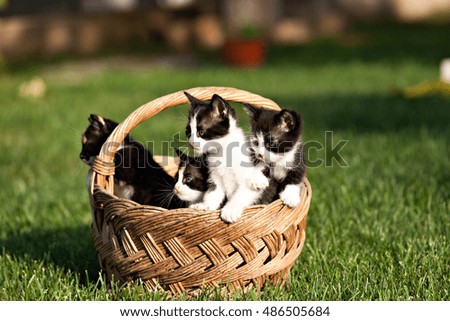kitten in a basket on the grass