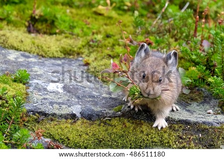 American Pika bringing hay for winter storage. Rocky Mountains. Banff National Park. Alberta. Canada.  Royalty-Free Stock Photo #486511180