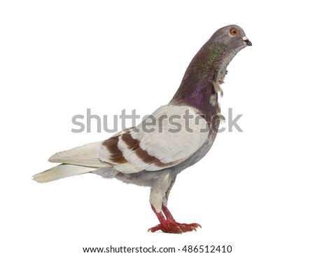 Side view Italian owl pigeon isolated on white