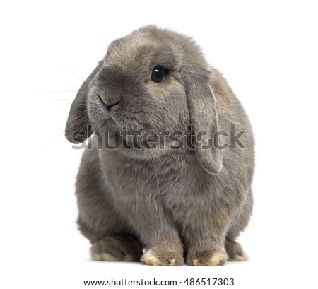 Cute Holland Lop rabbit isolated on white Royalty-Free Stock Photo #486517303