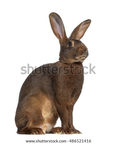 Side view of Belgian Hare isolated on white Royalty-Free Stock Photo #486521416