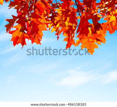 Colorful Autumn Leaves against blue sky. Champion Oak.