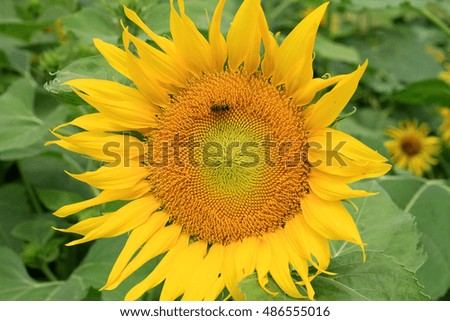 Close up of sunflowers in the field