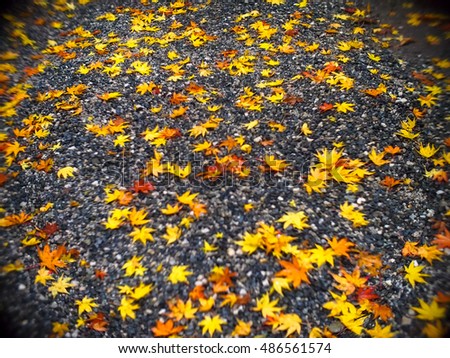 Abstract of blur leaves,leaf in Autumn,vintage themes