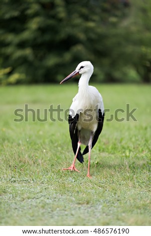 single stork walking in the grass