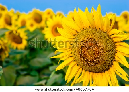 Picture of yellow sunflowers over blue sky