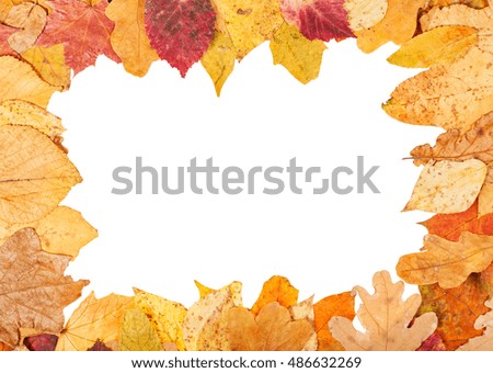 picture frame from yellow autumn leaves with cutout blank space