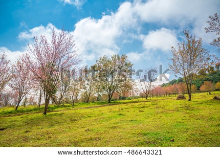 Beautiful cherry Blossom tree on the mountain, Thailand