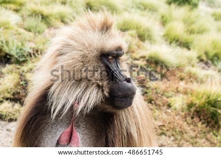 Baboon in Simien Mountains