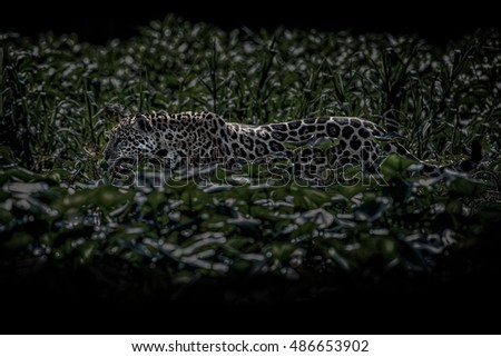 American jaguar in the nature habitat, panthera onca, wild brasil, brasilian wildlife, pantanal, green jungle, big cats, dark background