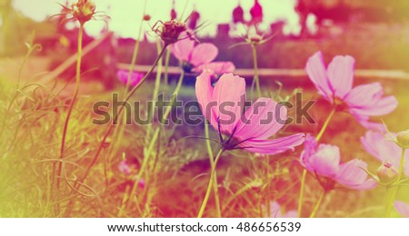 Pink Cosmos flower with blurred background.