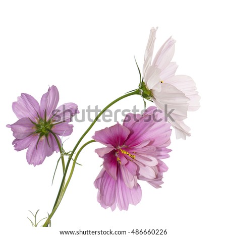 flower beautiful design.floral background