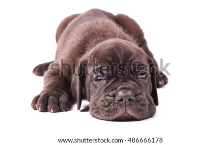 Sleeping young puppie italian mastiff cane corso (1 month) lying on white background.