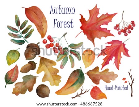Hand-drawn illustration - autumn forest leaves, acorns and rowan berries by watercolor. Hand-painted clip art. Set of fall theme natural decor elements for wedding design, seasonal card, label, tag