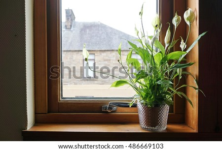 Peace lily in the house beside the window Royalty-Free Stock Photo #486669103