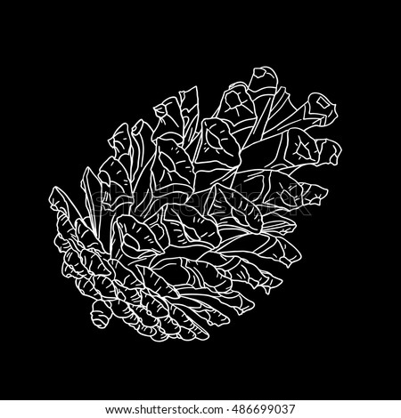 Vector hand drawing black and white realistic illustration of pine cone, fir cone with open shells.