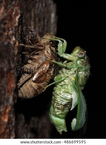 Cicada emerging from its exoskeleton. Part of a series
