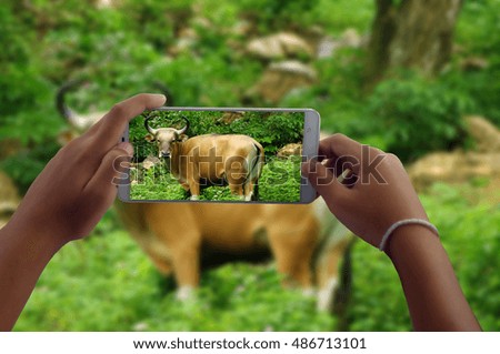 travel concept take photography bull wild animals by phone